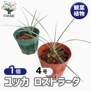 ユッカ ロストラータ 2.5号ポット苗 苗 : エスフルール - 通販 - Yahoo