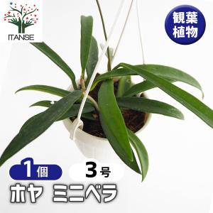 オリーブの木 ルッカ 6号鉢苗 鉢底から110cm程度 開帳型 観葉植物 屋外