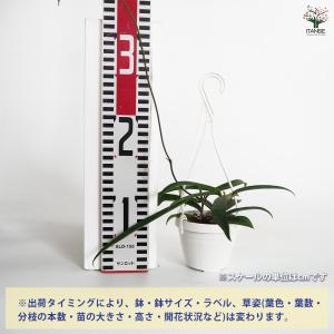 ホヤ ミニベラ 観葉植物 3号/1個売り サク...の詳細画像1