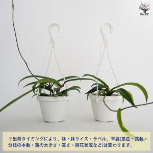 ホヤ ミニベラ 観葉植物 3号/1個売り サク...の詳細画像2