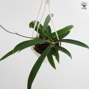 ホヤ ミニベラ 観葉植物 3号/1個売り サク...の詳細画像3