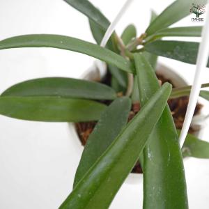 ホヤ ミニベラ 観葉植物 3号/1個売り サク...の詳細画像4