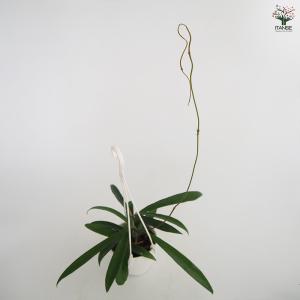 ホヤ ミニベラ 観葉植物 3号/1個売り サク...の詳細画像5