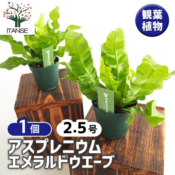 アスプレニウム エメラルドウエーブ 観葉植物 2.5号/1個売り シマオオタニワタリ 島大谷渡 As...