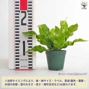 アスプレニウム エメラルドウエーブ 観葉植物 ...の詳細画像1