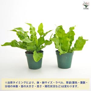 アスプレニウム エメラルドウエーブ 観葉植物 ...の詳細画像2