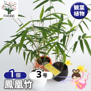 鳳凰竹(ホウオウチク) 観葉植物 3号/1個売り 七夕 願いごと ねがいごと 鑑賞 インテリア オフィス リビング 玄関 庭 屋内 家