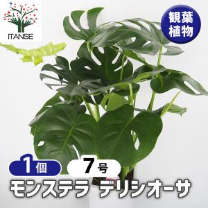 モンステラ デリシオーサ 【観葉植物 7号／1個売り】 : shopooo by GMO