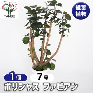 観葉植物：ポリシャス ロベル*7号セラアート鉢 受皿付 バークチップ
