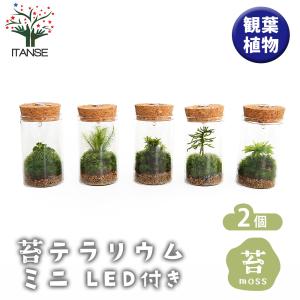 苔テラリウム ミニ LED付き 苔 観葉植物 /お買い得2個セット おしゃれ オシャレ 可愛い 鑑賞 観賞 コンテナガーデン インテリア