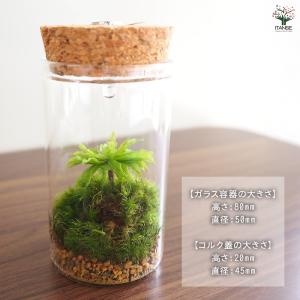 苔テラリウム ミニ LED付き 苔 観葉植物 ...の詳細画像2