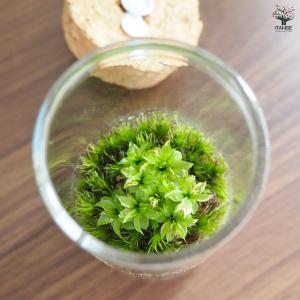 苔テラリウム ミニ LED付き 苔 観葉植物 ...の詳細画像5