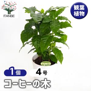 ITANSE ピスタチオ(観賞用品種) 果樹苗 硬質15cmポット 1個 Pistacia