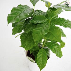 コーヒーの木 観葉植物 4号/1個売り 果樹の...の詳細画像3
