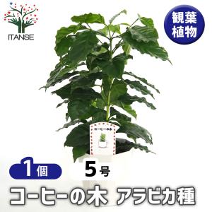 コーヒーの木 アラビカ種 【観葉植物 5号／1個売り】 : shopooo by GMO