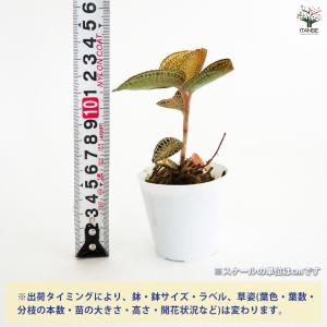 アネクトキルス ロクスバーギー ゴールドベイン...の詳細画像1