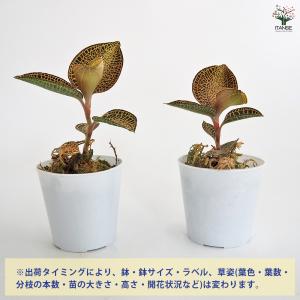 アネクトキルス ロクスバーギー ゴールドベイン...の詳細画像2