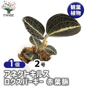 ドッシニア マルモラータ (ジュエルオーキッド 宝石蘭 観葉植物 熱帯