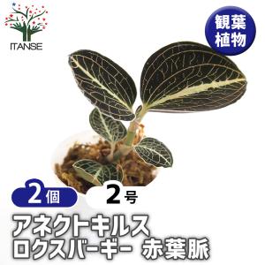 タビビトノキのタネ（旅人の木の種 / 扇芭蕉の木） LLサイズ 1個 送料