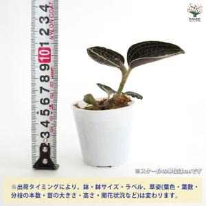 アネクトキルス ロクスバーギー 赤葉脈 観葉植...の詳細画像1
