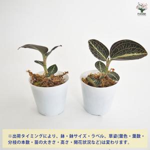 アネクトキルス ロクスバーギー 赤葉脈 観葉植...の詳細画像2