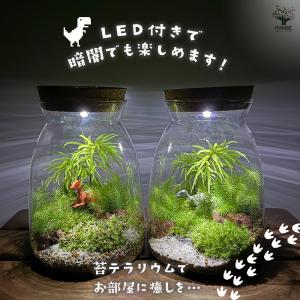 苔テラリウム 4〜5種寄せ植え LED付き 恐...の詳細画像1