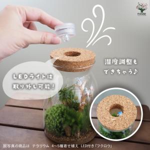 苔テラリウム 4〜5種寄せ植え LED付き 恐...の詳細画像2
