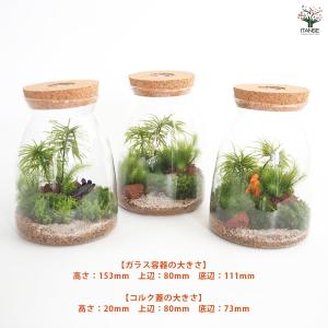 苔テラリウム 4〜5種寄せ植え LED付き 恐...の詳細画像3
