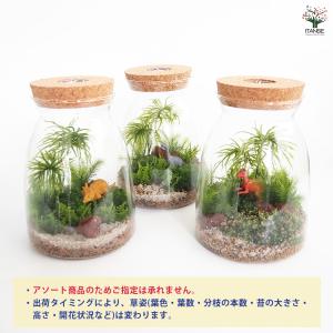 苔テラリウム 4〜5種寄せ植え LED付き 恐...の詳細画像4