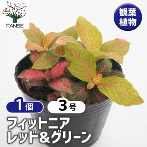 フィットニア レッド＆グリーン 観葉植物 3号/1個売り アミメグサ 網目草 Fittonia 網目模様 熱帯植物 エクゾティックプランツ 亜熱帯
