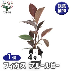 栗の木　天津甘栗　成木　果樹 健康的な苗木 栗の木 天津甘栗 成木 果樹 健康的な苗木 栗の木 天津甘栗 成木 果樹