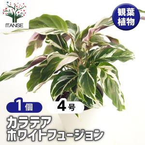 ムサイカ カラテア 7号 幾何学模様 観葉植物 インテリア : パリ