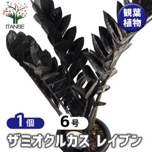 観葉植物：金銭樹 ザミオクルカス レイヴン*8号プラポット : 遊恵盆栽