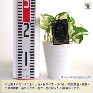 ポトス ステータス 観葉植物 4号/1個売り ...の詳細画像1