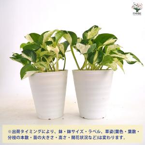 ポトス ステータス 観葉植物 4号/1個売り ...の詳細画像2