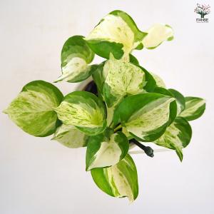 ポトス ステータス 観葉植物 4号/1個売り ...の詳細画像3