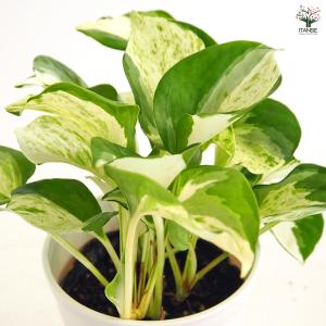 ポトス ステータス 観葉植物 4号/1個売り ...の詳細画像4