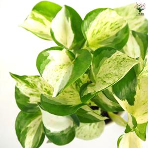 ポトス ステータス 観葉植物 4号/1個売り ...の詳細画像5