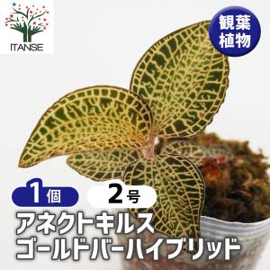 アネクトキルス サイアメンシス 'ホワイトセンター' 2寸 (ジュエル