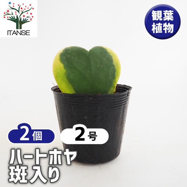 ハートホヤ 斑入り 観葉植物 2号/お買い得2個セット 観葉 ガーデニング インテリア インテリアグ...