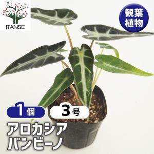アロカシア ヴェノム 3号 アーバンジャングル Urban Jungle Alocasia