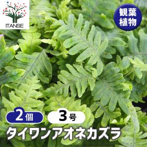 タイワンアオネカズラ 観葉植物 3号/お買い得2個セット インテリア インテリアグリーン オフィス リビング 玄関 庭 屋内 家 初心者 鉢植え