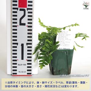 タイワンアオネカズラ 観葉植物 3号/お買い得...の詳細画像1