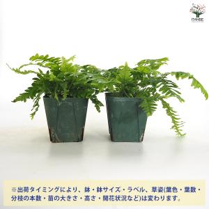 タイワンアオネカズラ 観葉植物 3号/お買い得...の詳細画像2