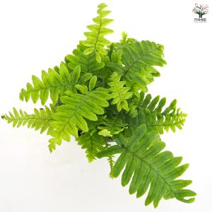 タイワンアオネカズラ 観葉植物 3号/お買い得...の詳細画像3
