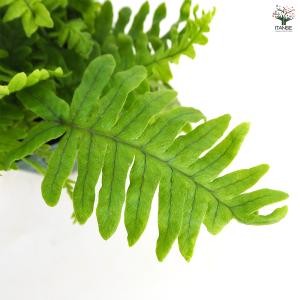 タイワンアオネカズラ 観葉植物 3号/お買い得...の詳細画像4