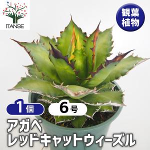 多肉植物：アガベ サルミアナ バターフィンガーズ*幅50cm 現品！一品