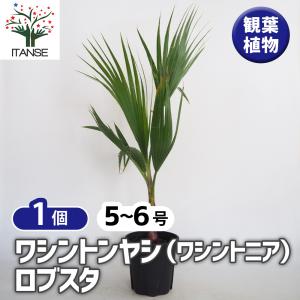 大株！ ワシントンヤシ（ワシントニア・イトヤシ） 8号鉢植え 冬越しの