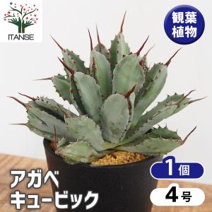 アガベ キュービック 多肉植物 4号/1個売り リビング オフィス 事務所 インテリア 大型 おしゃれ オシャレ 育てやすい 御祝 お祝い