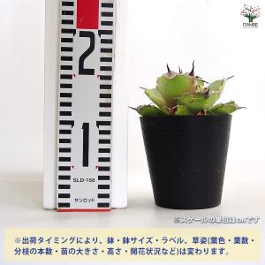 アガベ クレイジー 多肉植物 4号/1個売り ...の詳細画像1